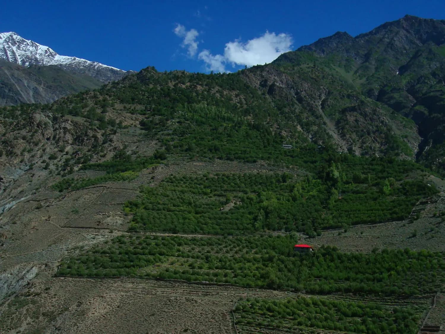 Terraced apple orchards on a Himachal hillside below snow peaks
